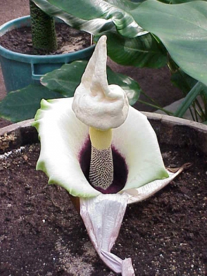 Amorphophallus prainii