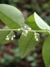 Phyllanthus profusus
