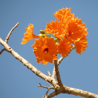 Cordia dodecandra