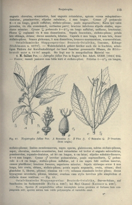Mildbraedia carpinifolia