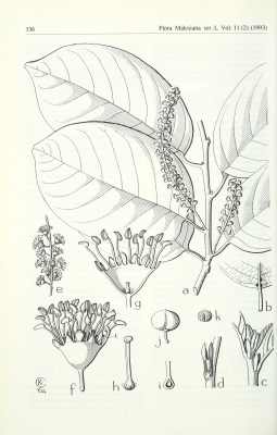 Prunus dolichobotrys