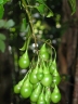 Solanum madagascariense