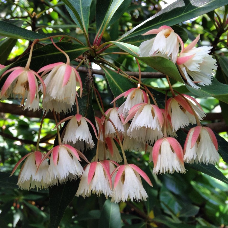 Elaeocarpus grandiflorus