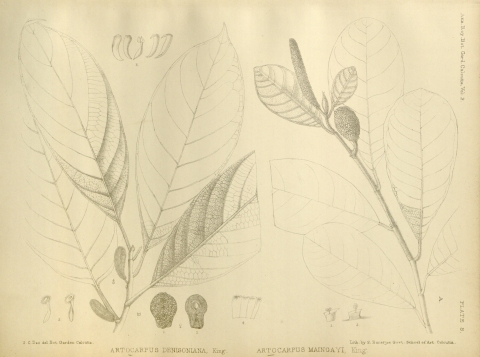 Artocarpus glaucus