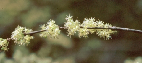 Casearia gossypiosperma