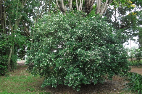 Murraya Paniculata Useful Tropical Plants