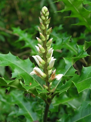 Acanthus ebracteatus