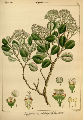 Syzygium calophyllifolium