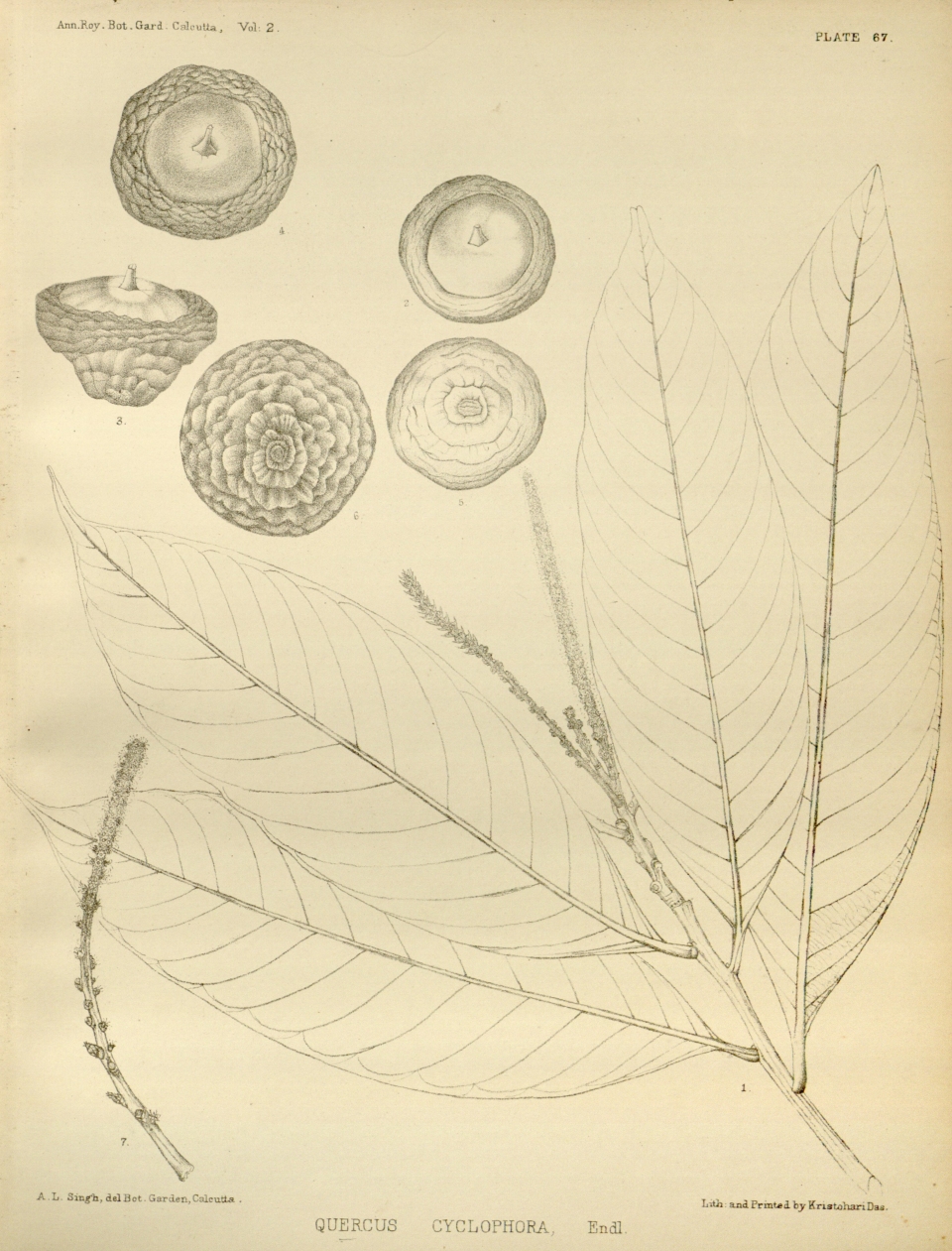 Lithocarpus cyclophorus