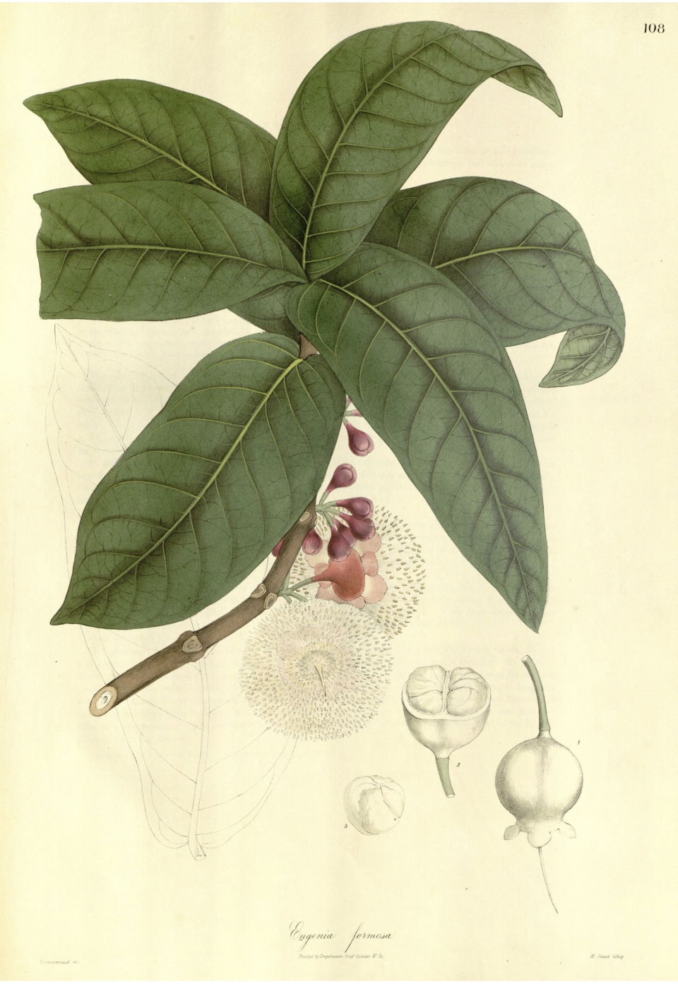 Syzygium formosum