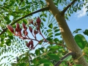 Moringa ovalifolia