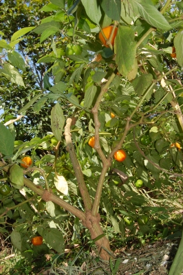 Capsicum pubescens