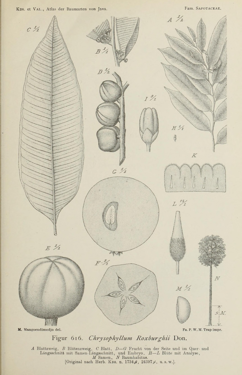 Chrysophyllum roxburghii