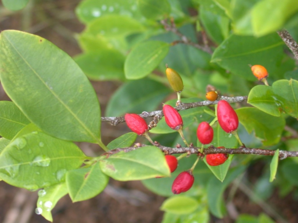 Erythroxylum coca