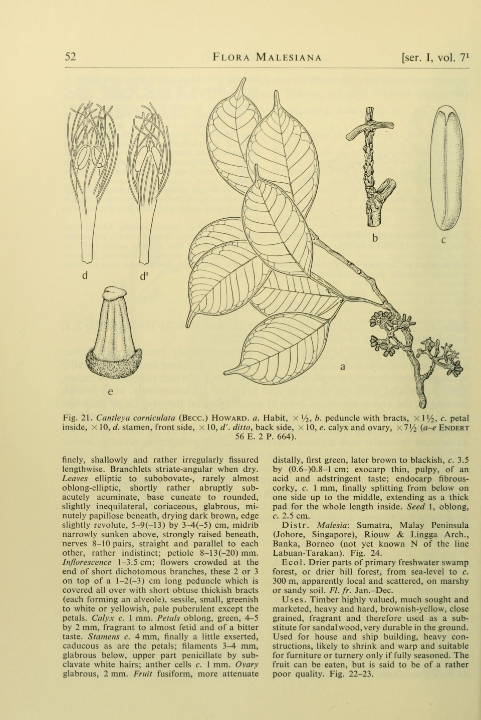 Cantleya corniculata