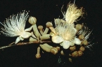 Couepia chrysocalyx