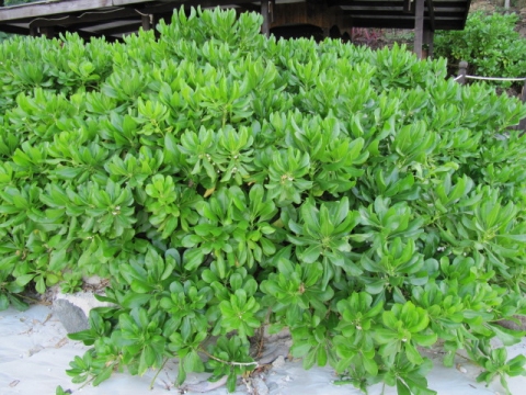 Scaevola taccada