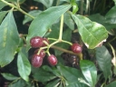 Psychotria carthagenensis