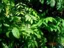 Lepisanthes rubiginosa