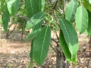 Ficus tsjakela