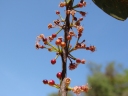 Siphoneugena densiflora