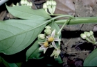 Solanum ternatum