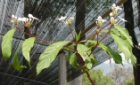 Morinda angustifolia