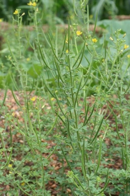 Cleome viscosa