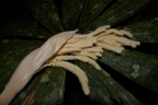 Chelyocarpus ulei