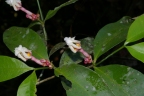 Tabernaemontana undulata