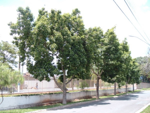 Magnolia champaca