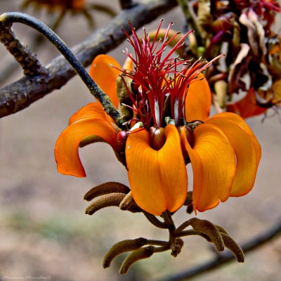 Erythrina velutina