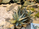 Aloe asperifolia