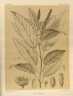 Croton myriaster