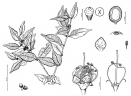 Myrciaria floribunda