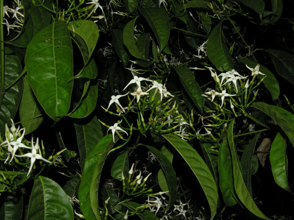 Faramea occidentalis