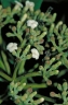 Alstonia spectabilis
