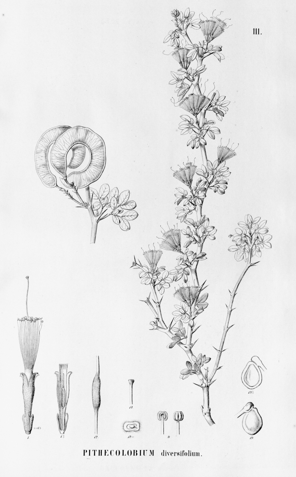 Pithecellobium diversifolium