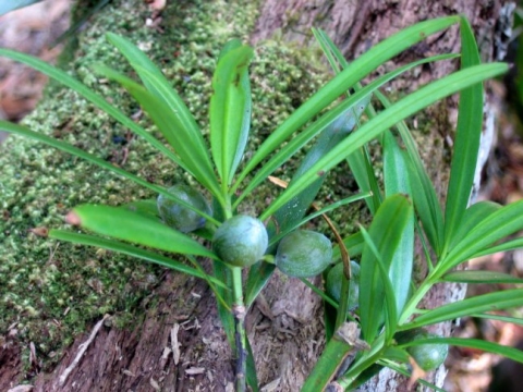 Podocarpus madagascariensis