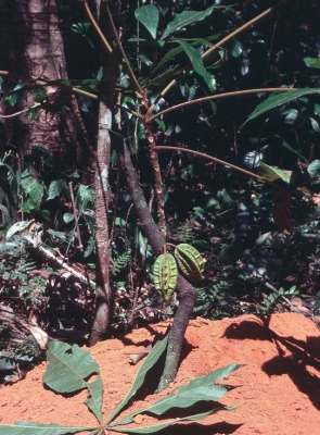 Herrania nycterodendron