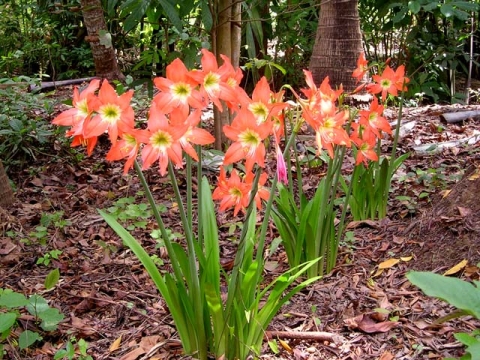 Hippeastrum puniceum