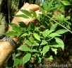 Lonchocarpus campestris