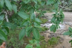 Ceiba jasminodora