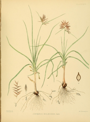 Cyperus bulbosus