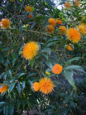 Stifftia chrysantha