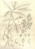 Horsfieldia amygdalina