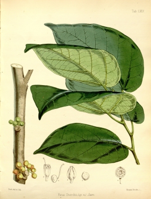 Ficus storckii