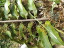 Horsfieldia sylvestris
