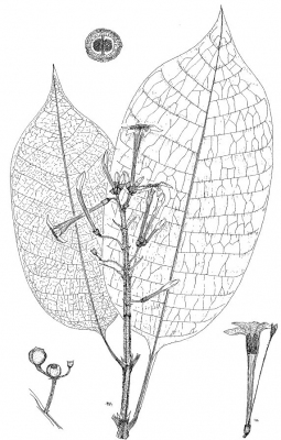 Isertia hypoleuca