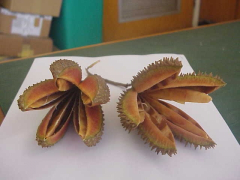 Flindersia amboinensis